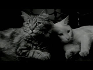 alexander hackenschmid and maya deren. personal life of a cat. 1944