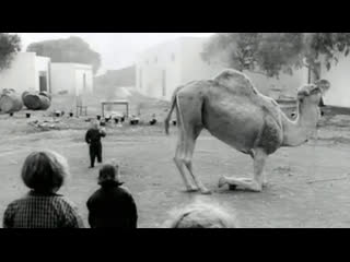 werner herzog. and the dwarfs started small. 1970