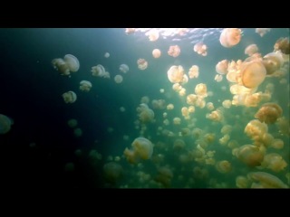 bbc: the wonders of life - what is life? (1 episode of 5)