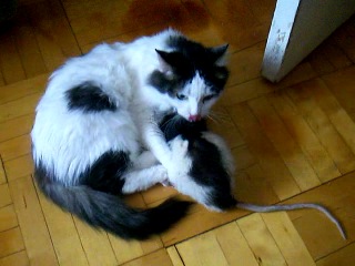 friends - cat and rat